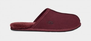 Ugg Scuff Men's Slippers Purple | KXOTYRG-12