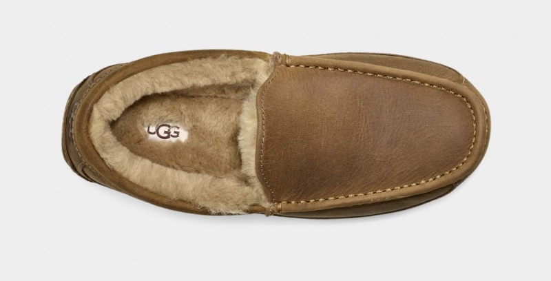 Ugg Ascot Matte Leather Men's Slippers Brown | GJSIDQF-91