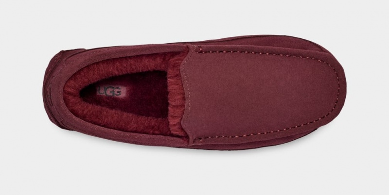 Ugg Ascot Men's Slippers Purple | MDPOWTZ-02